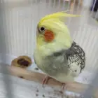 ضايع قبل كم اسبوع الي يلقاه له مكافه ماليه