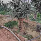 سلام عليكم ورحمة الله وبركاته يوجد لدينا جميع انواع الأشجار