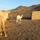 ناقة خلفة منيحة