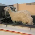 رخل حريه