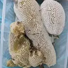 عسل سدر حر بري