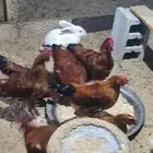 دياكه للبيبع