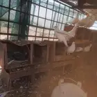 للبيع حمام نضيف الصحه شرط