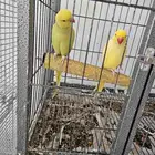 زوج دورة منتج