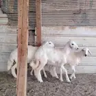 رخال حريات
