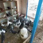 طيور شامية