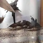 سمان كاريفونيا