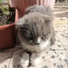 بسه مافيه شي بس عنده التهب في عينه تتعلج با 50 عرضه با 250