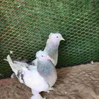 حمام تركي