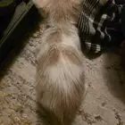 لتبني قطو يبغاله عنايه