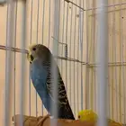 عصافير باجي