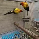 زوج صن كنيور منتج من قبل ومحجل