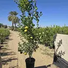 اشجار حمضيات