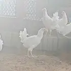 دجاج