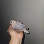 روز باليد اوبلاين