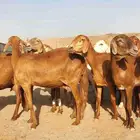 غنم سواكنيه حمرية خلفات