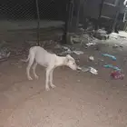 سلوقي للبيع