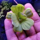 نبات طافي للاحواض النهرية والبرك floating plant