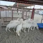 ذبايح مع الذبح والتوصيل