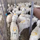 لدينا السواكني المرابي