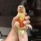 كنيور أناناس للبيع
