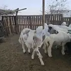 طليان للبيع
