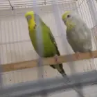 جوز بادجي هولندي