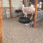 شاه حريه رباع