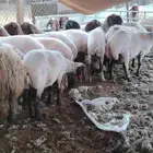 حلاق غنم مكينه جزاز صوف غنم مكينه خبره أكثر من عشر أعوام