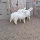 طليان ممتازه للبيع عمر شهرين وعمر ست شهور