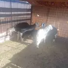 طليان نجد للبيع