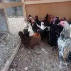 دجاج بلدي حساوي