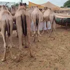 تيوس وقعدان صوماليه متميزه