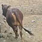 حسيل . عجل . للبيع