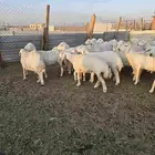 حريات اشباب صنف 66