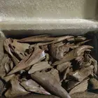 عود مقتنيات ماروكي طبيعي