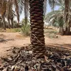 سلام عليكم ورحمة الله وبركاته نقوم اليوم بتنطيف وتكريب انخي