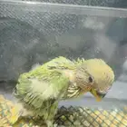 روز