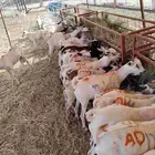فرصة لا تفو ت تيوس صومالي للتربية أو الذبح بأسعار مغرية