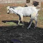 فحل تيس بيشي