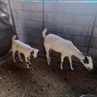 عنز بيشية والد