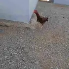 دجاج بكستاني للبيع