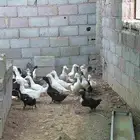 بط بكيني بياض