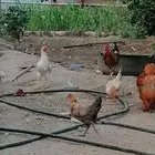 الدجاج للبيع