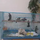 بلابل عراقيه اصواتهم حلوه