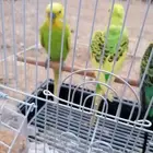 3 طيور حب كبيره الحجم زوج وذكر قريبت البيض
