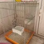 قفص لي البيع السعر 100