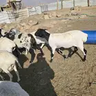 غنم برابر18تحتها18