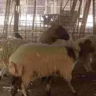 غنم