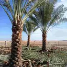 نخل للبيع مثمر اسعار معقوله نخيل طيب